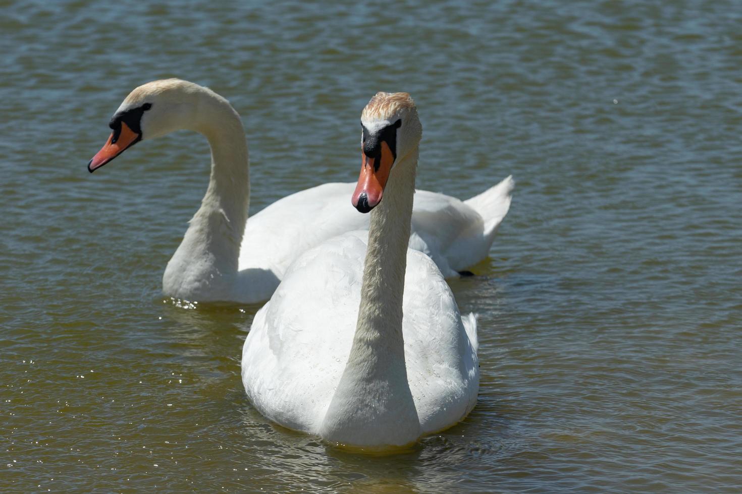 cigni bianchi sulla superficie dell'acqua del lago. bellezza della natura foto