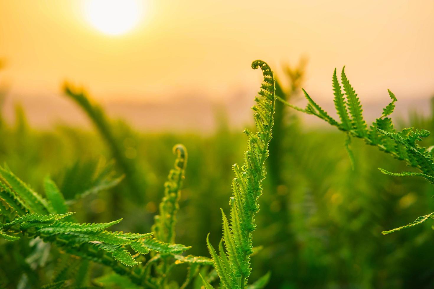 foglie di felce e sole mattutino foto