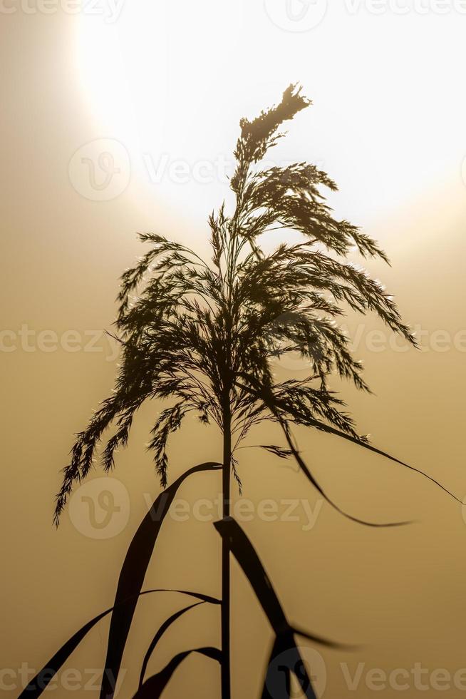 color seppia singolo fiore reed nel tramonto in controluce foto