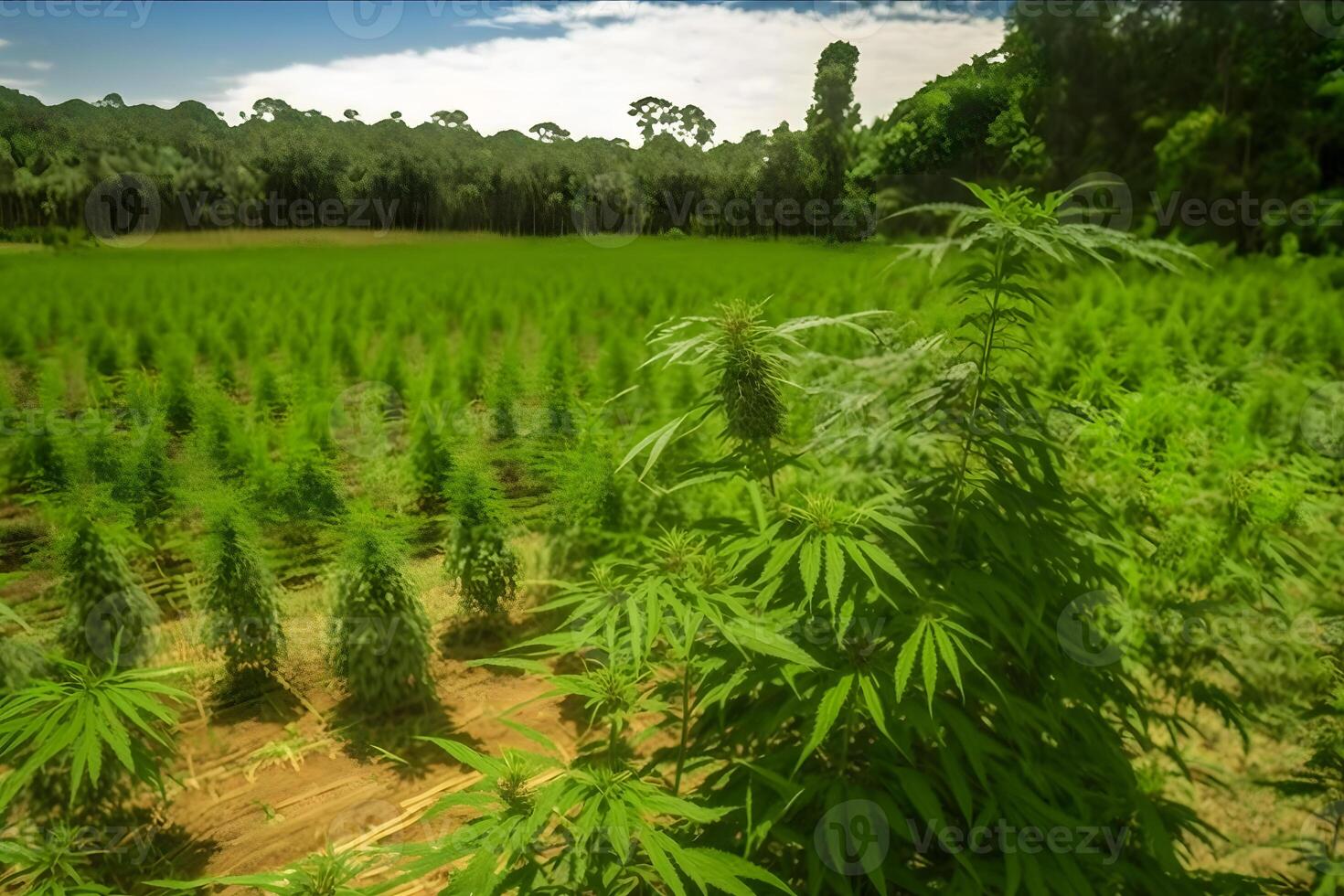 marijuana fioritura impianti natura di azienda agricola campo con verde. neurale Rete ai generato foto