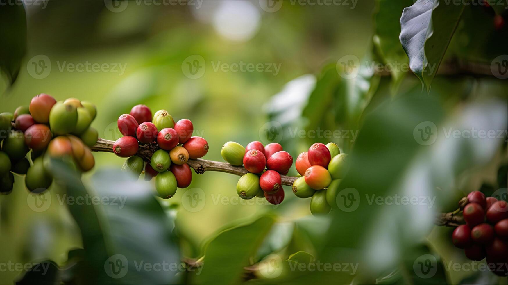 caffè albero con rosso caffè fagioli su caffè piantagione. generativo ai foto