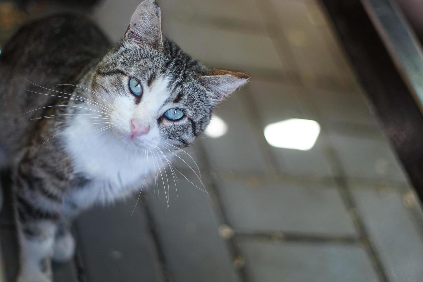 bellissimo gatto con gli occhi verdi foto