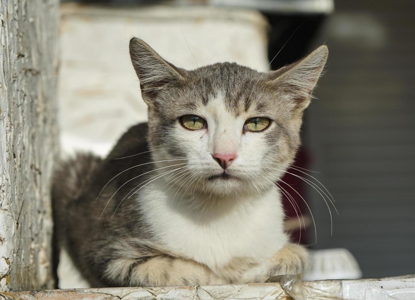 ritratto di un primo piano gatto bianco-marrone foto