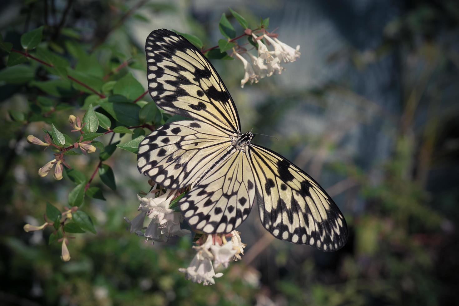 una grande farfalla gialla seduta su un cespuglio foto
