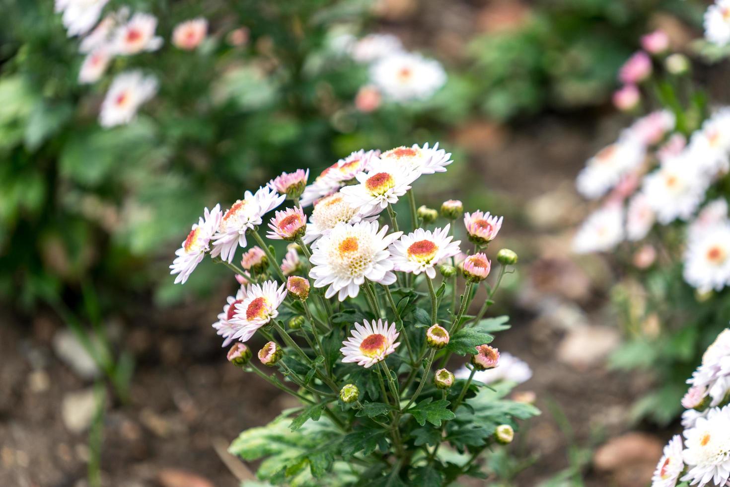 fiori di crisantemo su uno sfondo sfocato foto