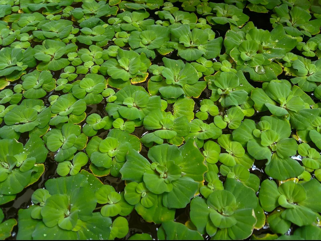 acqua pianta apu-apu o pistia stratioti nel un' pesce stagno. foto