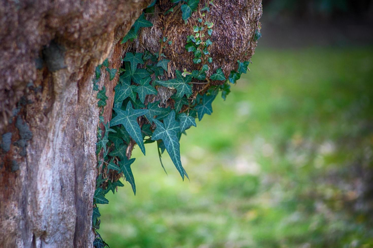 edera penzolante sul tronco di un vecchio albero su sfondo verde sfocato foto