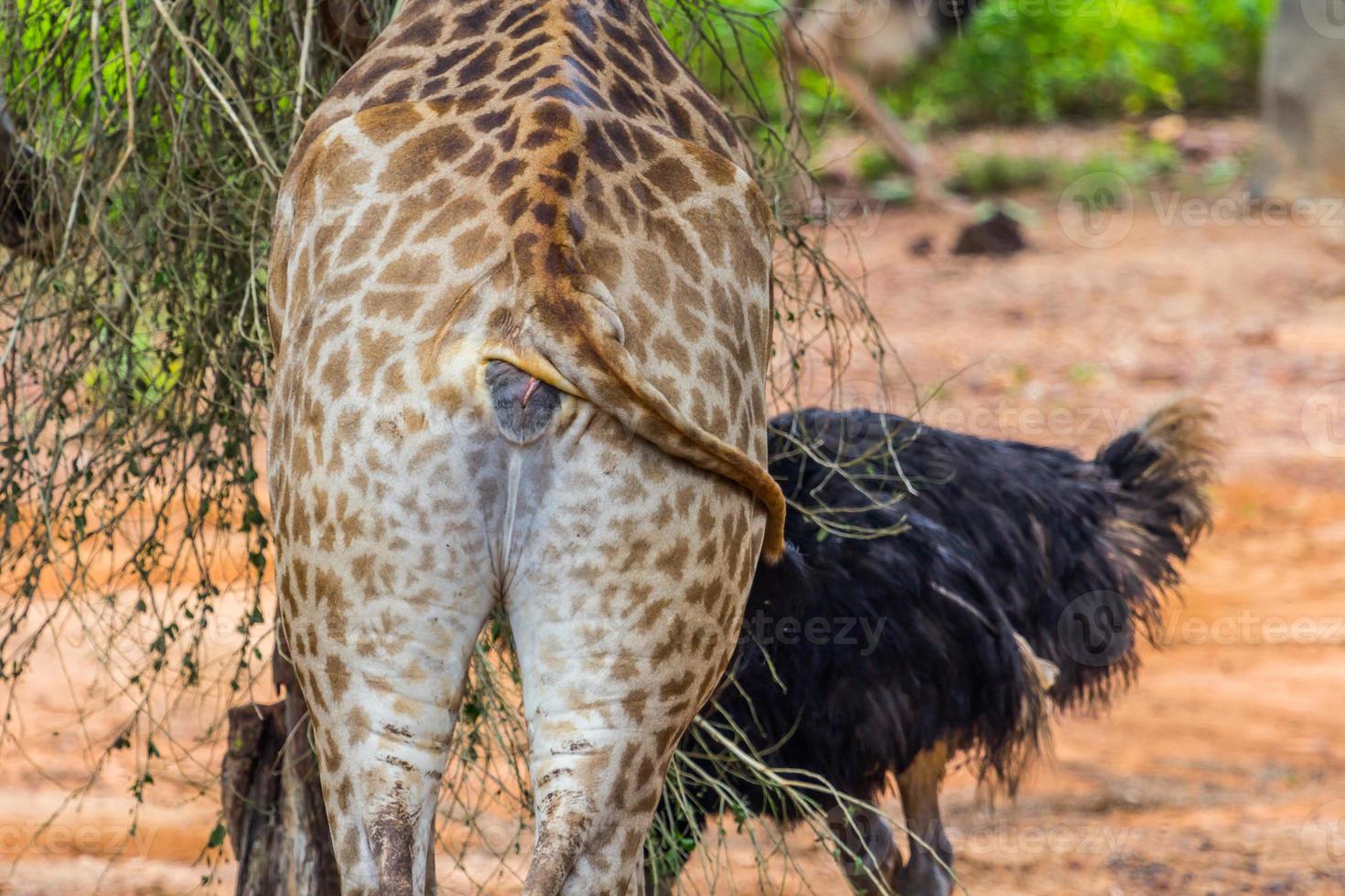 culo di giraffa mangiare a partire dal un' salsiccia albero, natura foto
