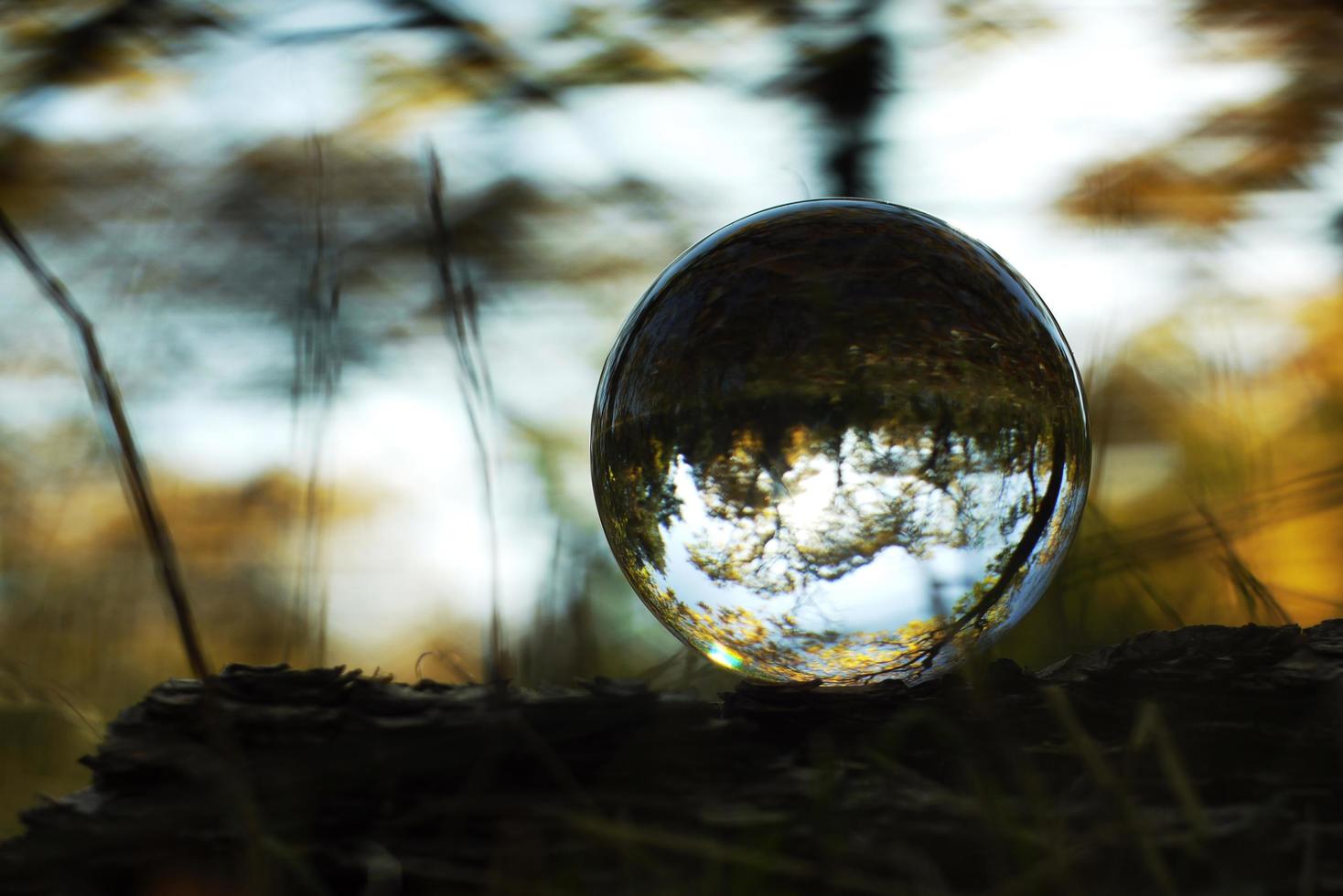 una palla lente in una foresta d'autunno foto