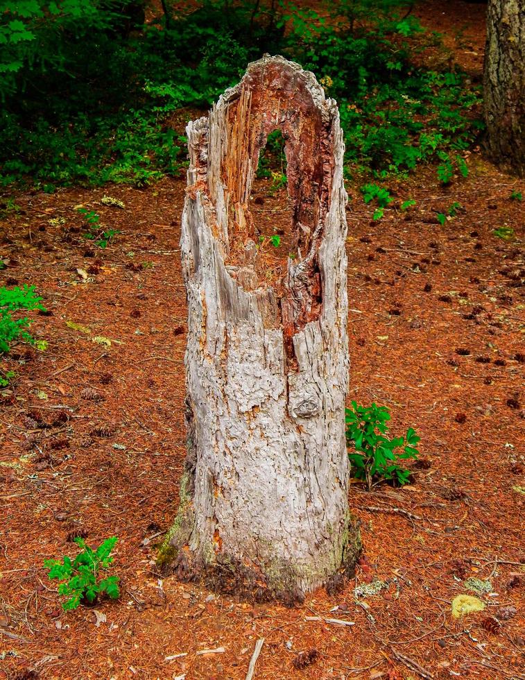 ceppo di ago - una scena di foresta lungo il fiume santiam nord - vicino a marion fork, o foto