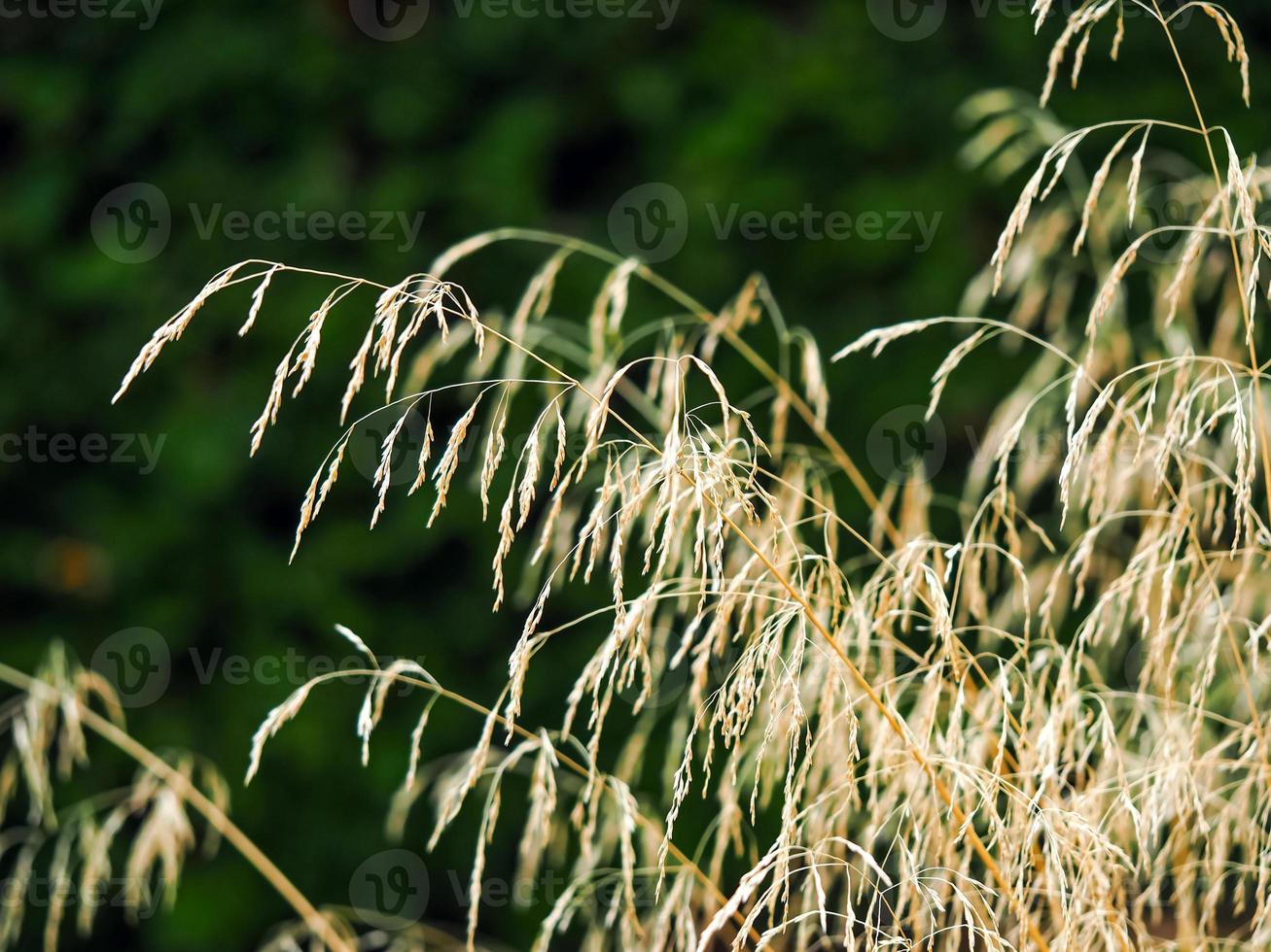 erba ornamentale cattura la luce del sole in un giardino foto