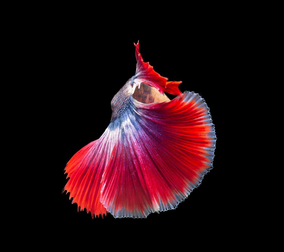 betta siamese pesce combattente con bellissimi colori su sfondo nero foto