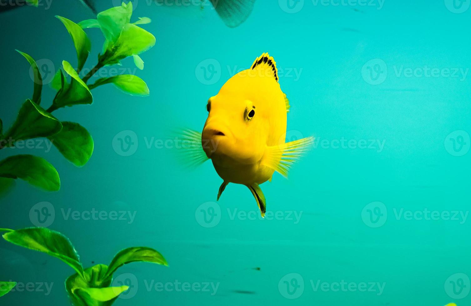 multicolore luminosa pesce nuotare nel il acquario. acquario con piccolo animali domestici. foto