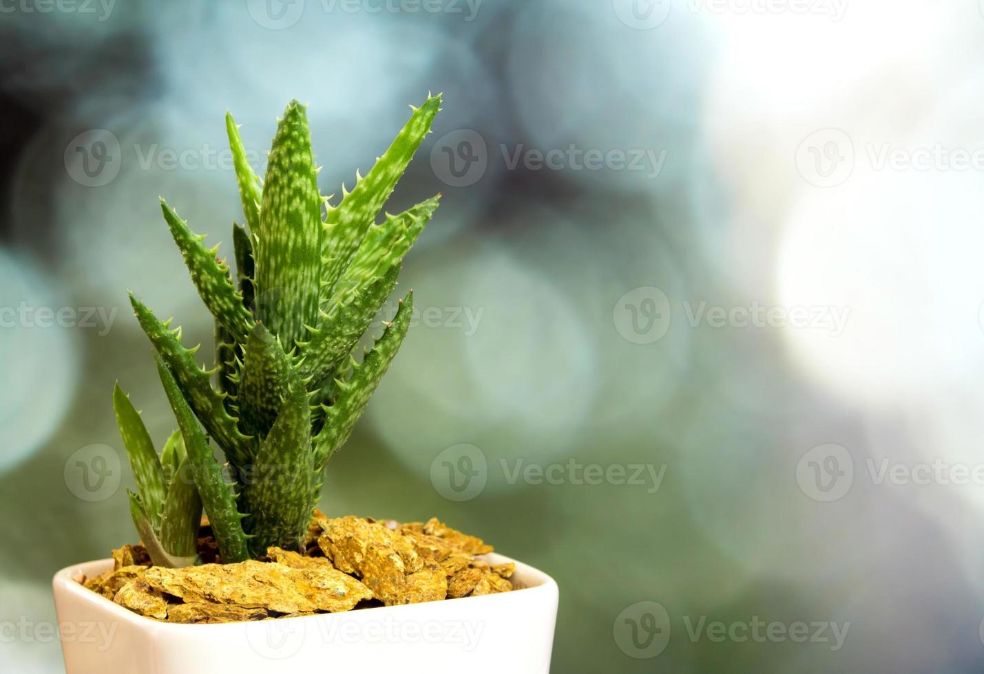 succulento pianta avvicinamento fresco le foglie dettaglio di aloe giovinezza tigre dente aloe foto