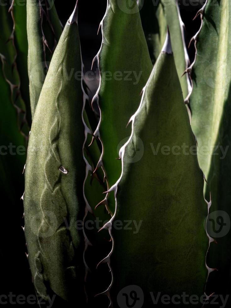 primo piano, spina e dettaglio della pianta succulenta sulle foglie della pianta dell'agave foto