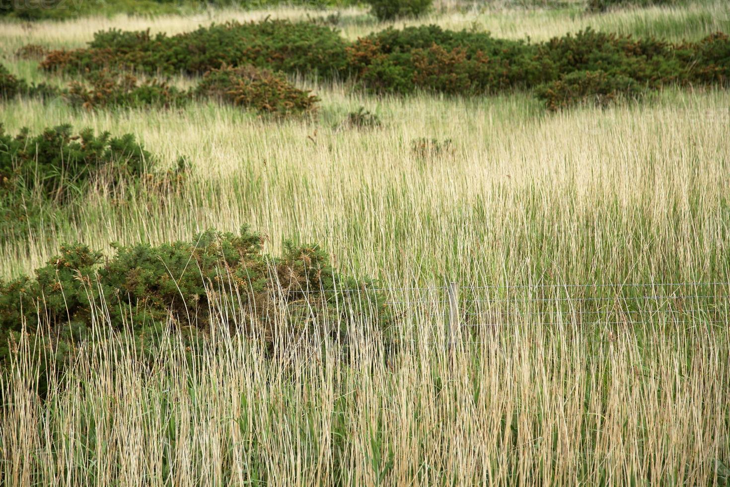 campo con alto asciutto erba e verde cespugli, con tre Linee di spinato filo foto