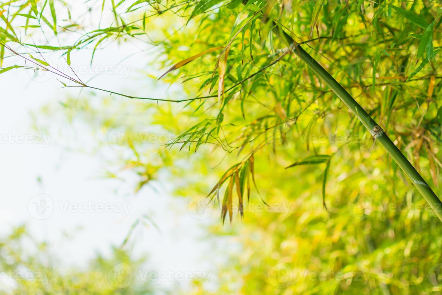 sfondo albero di bambù foto