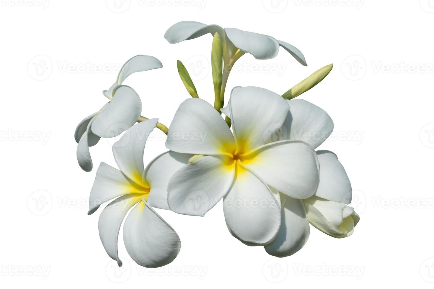 bianca plumeria fiore isolato su bianca sfondo avere ritaglio sentiero foto