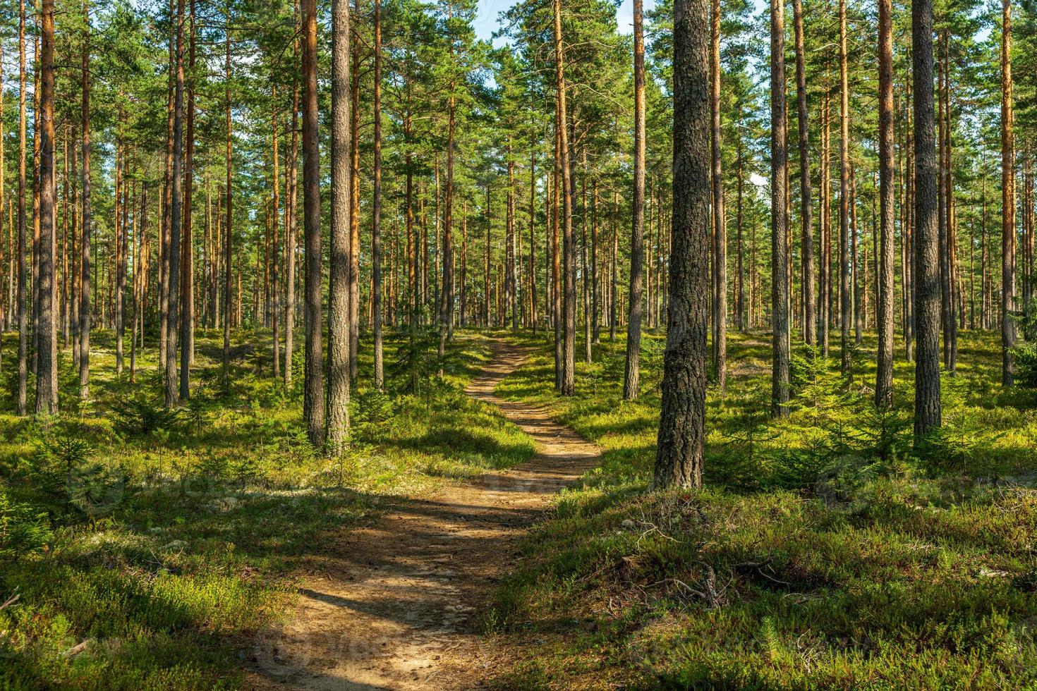 percorso a piedi in una bellissima pineta in Svezia foto