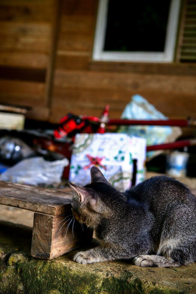 un' strada domestico gattino giocando foto