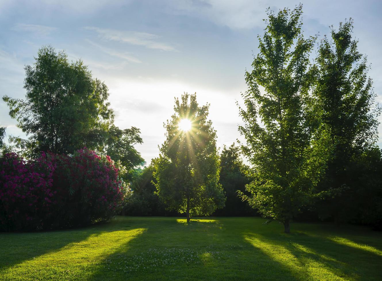 paesaggio naturale con vista su un bellissimo parco e alberi foto