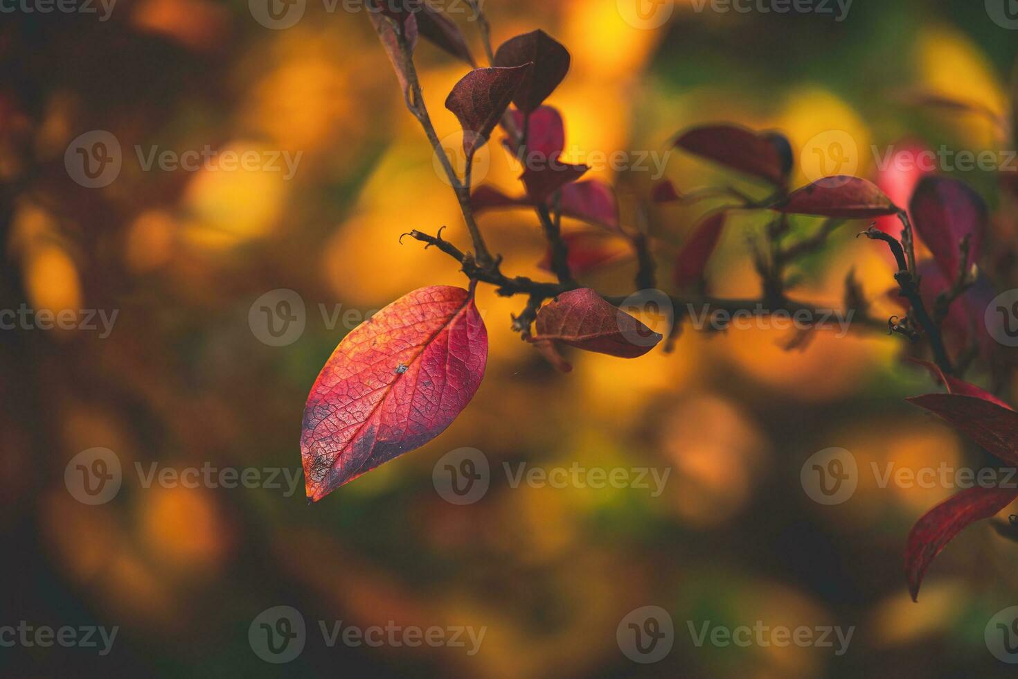 rosso e arancia autunno le foglie di il cespuglio nel avvicinamento su un' caldo giorno nel il giardino foto