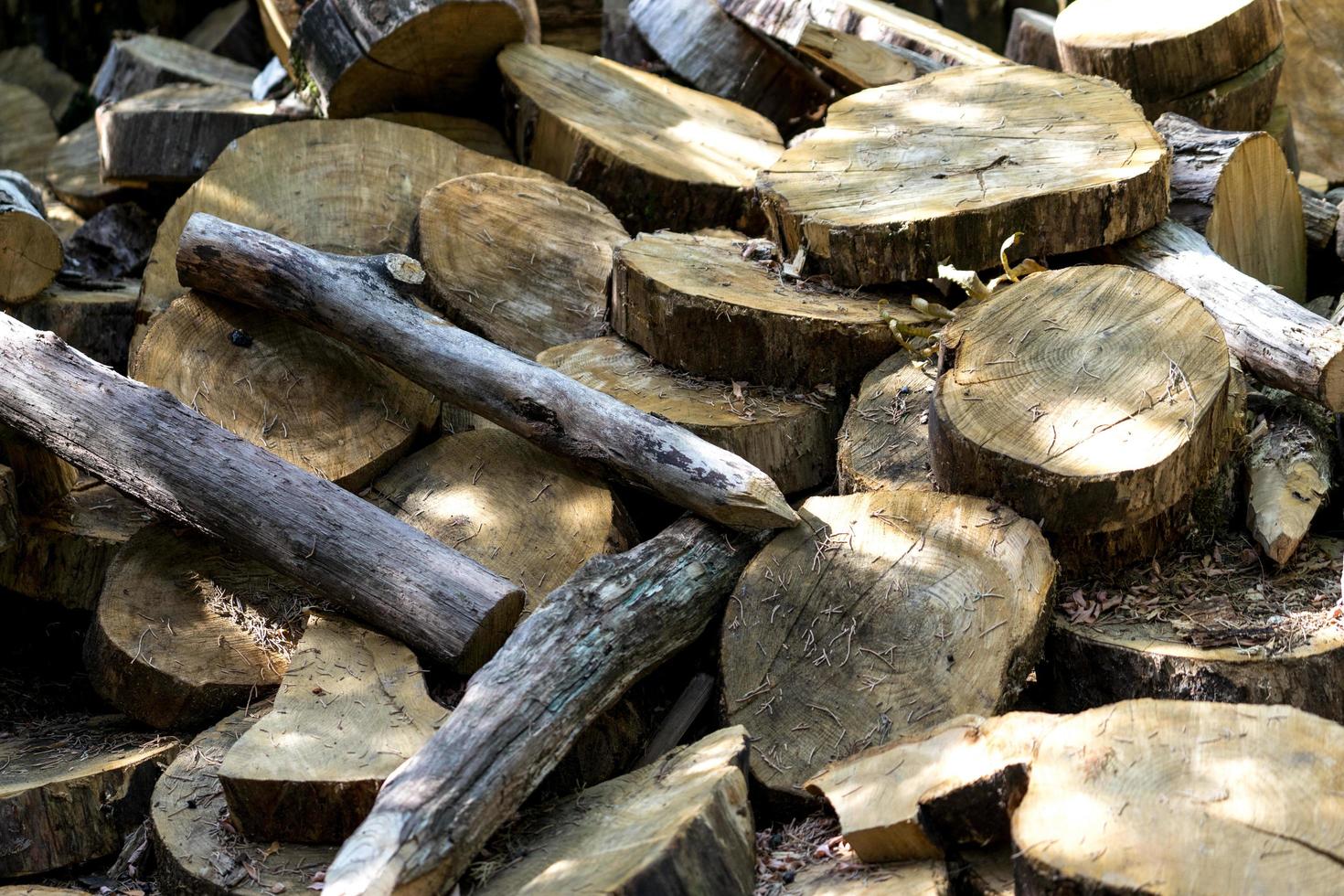 sfondo naturale con dischi di alberi tagliati foto