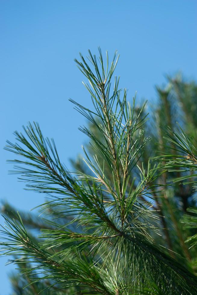 rami di un albero di pino su uno sfondo blu del cielo foto