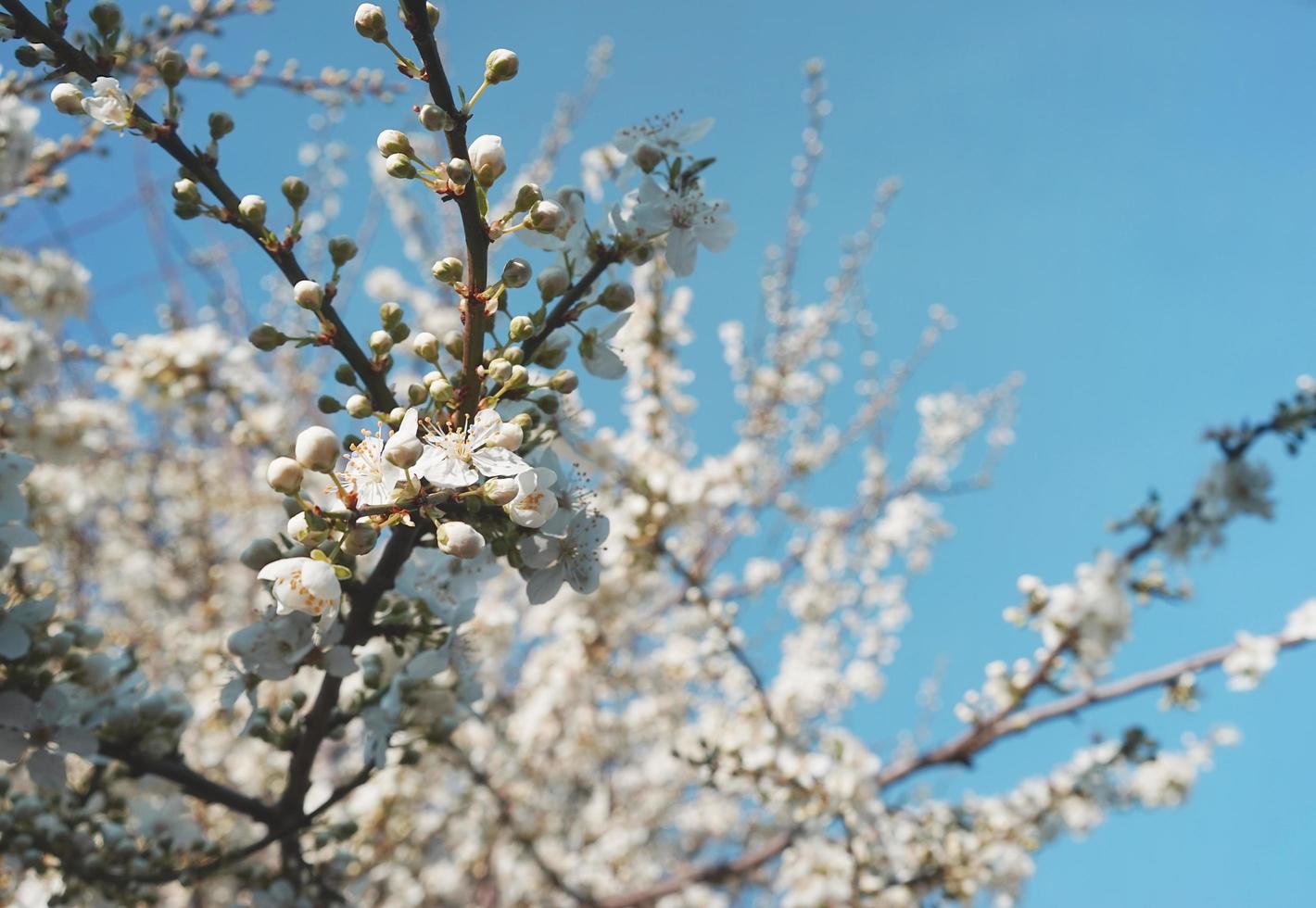 sfondo floreale naturale di un albero da frutto in fiore. foto