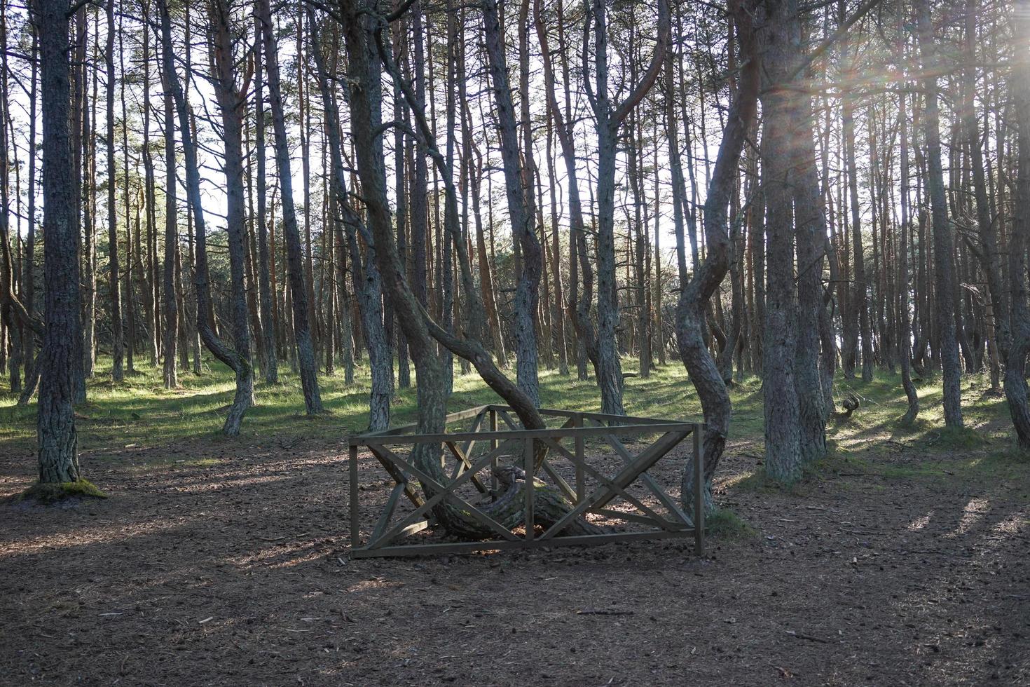 paesaggio con foresta danzante sullo spiedo curonian foto