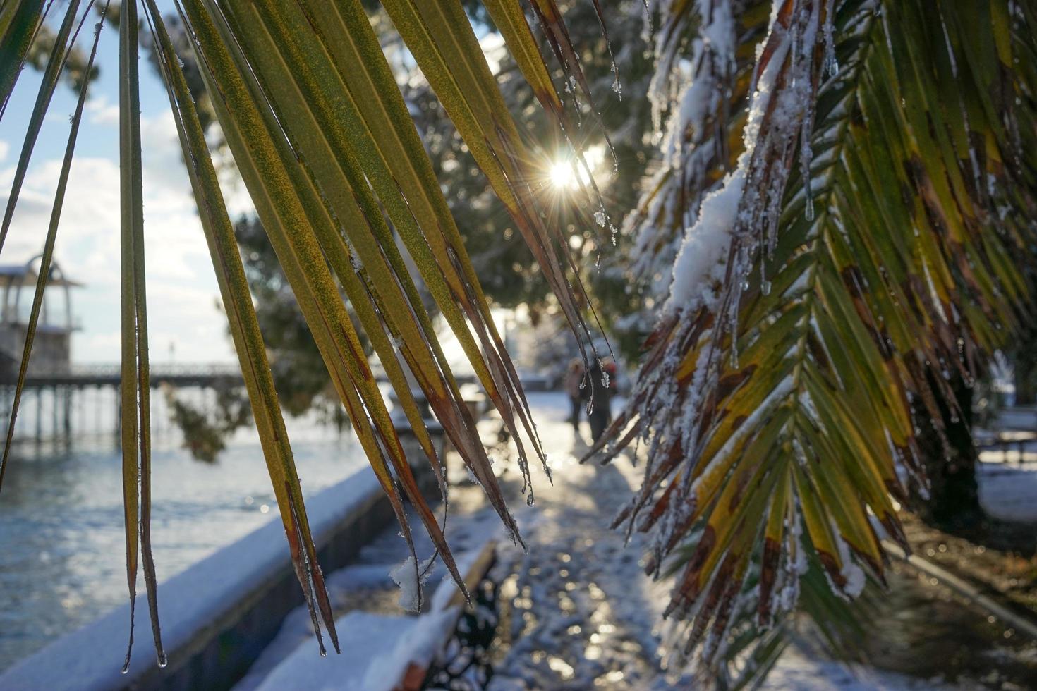 le foglie della palma a ventaglio washingtonia con gocce d'acqua foto