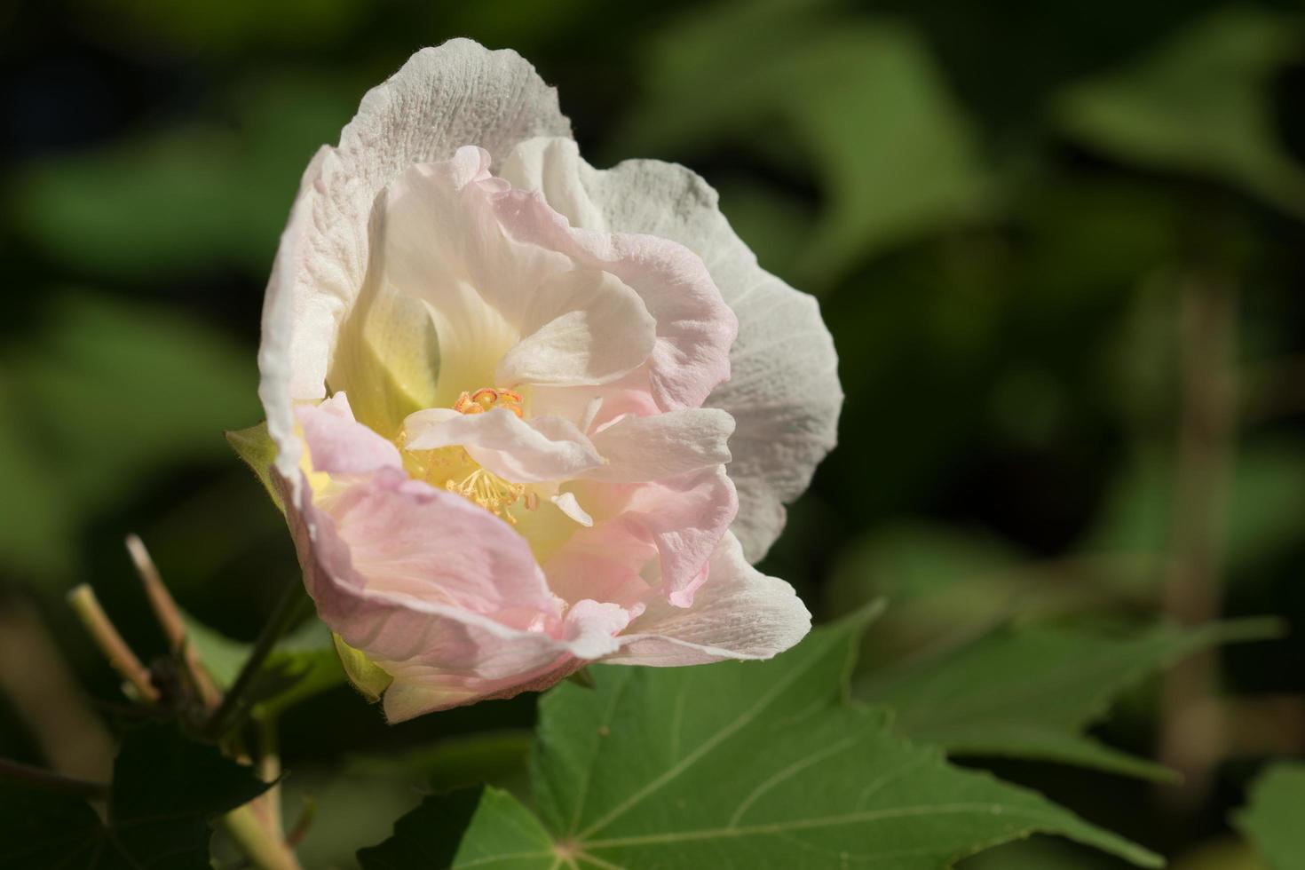 grande fiore rosa crema di ibisco foto