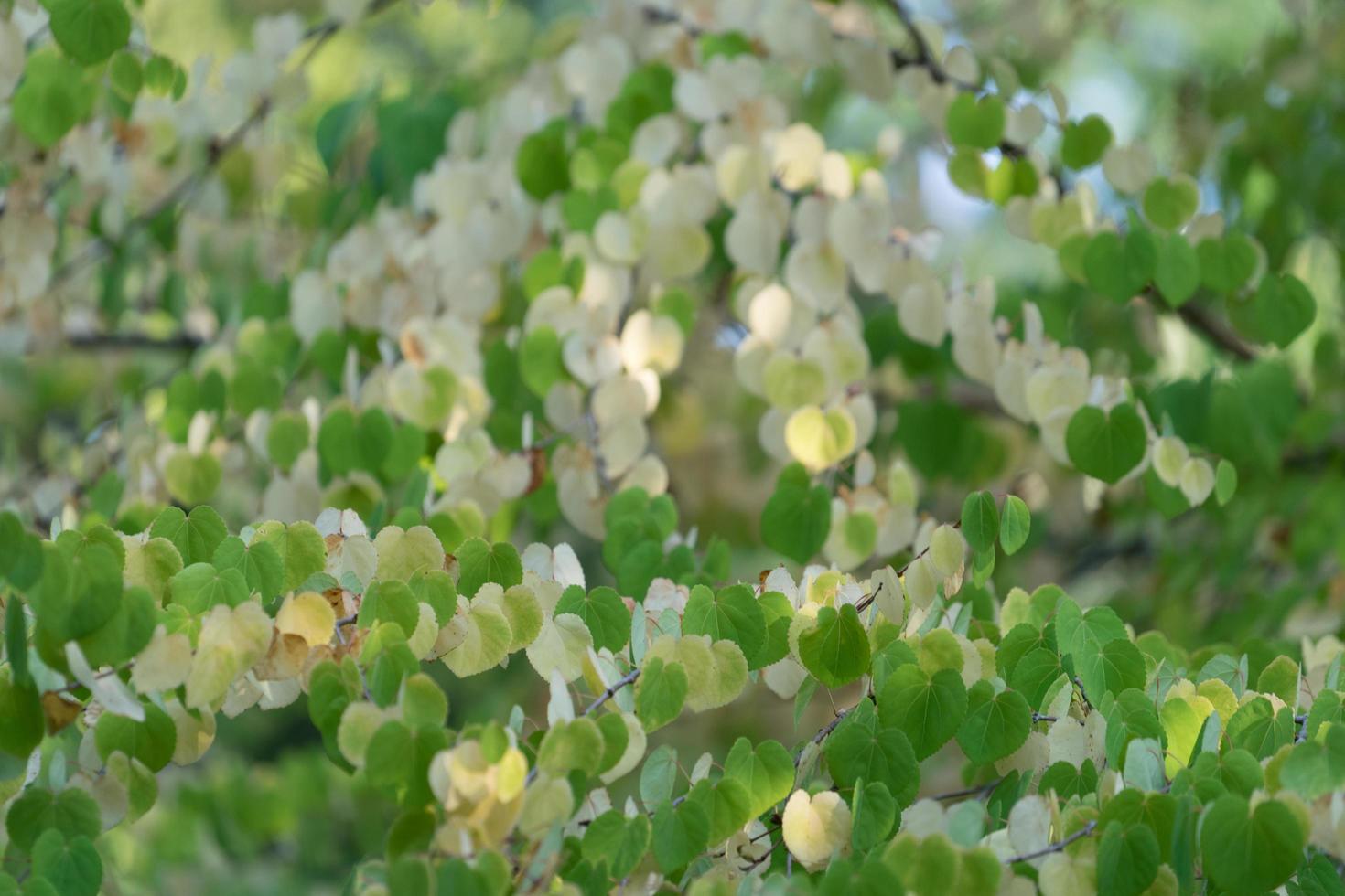 sfondo naturale di foglie gialle e verdi foto