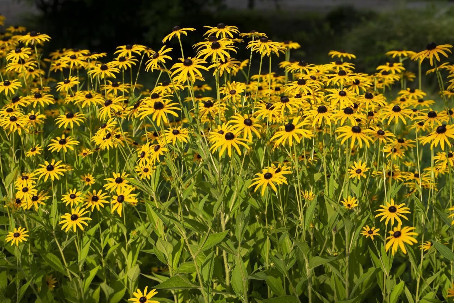 aiuola con fiori gialli, bellezza della natura foto