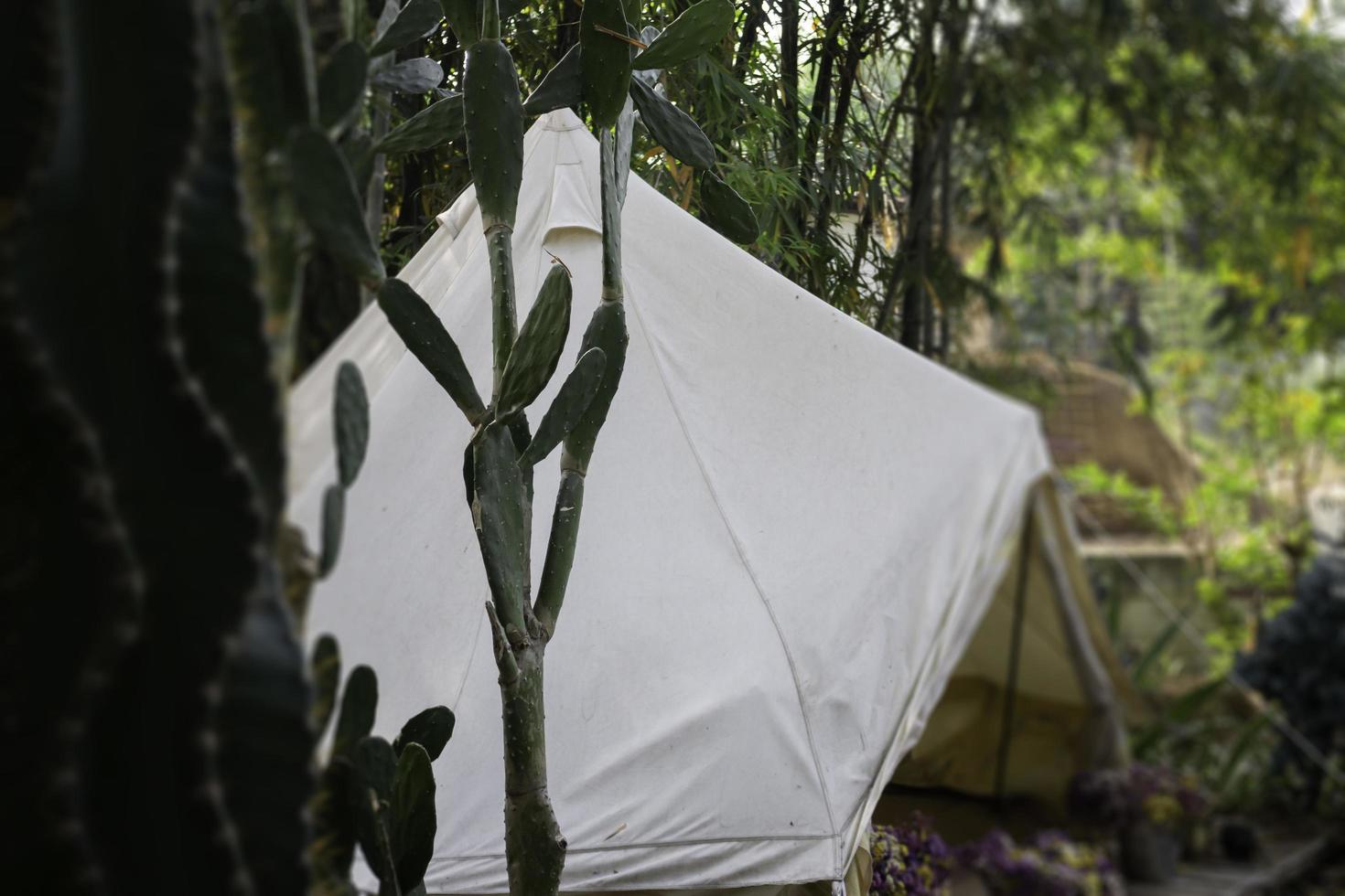 tenda con piante tropicali foto