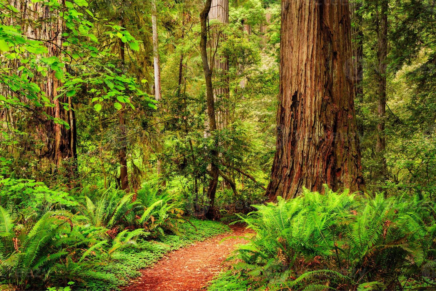 un sentiero attraverso la foresta di sequoie a Jedediah Smith Redwood State Park, California, USA foto