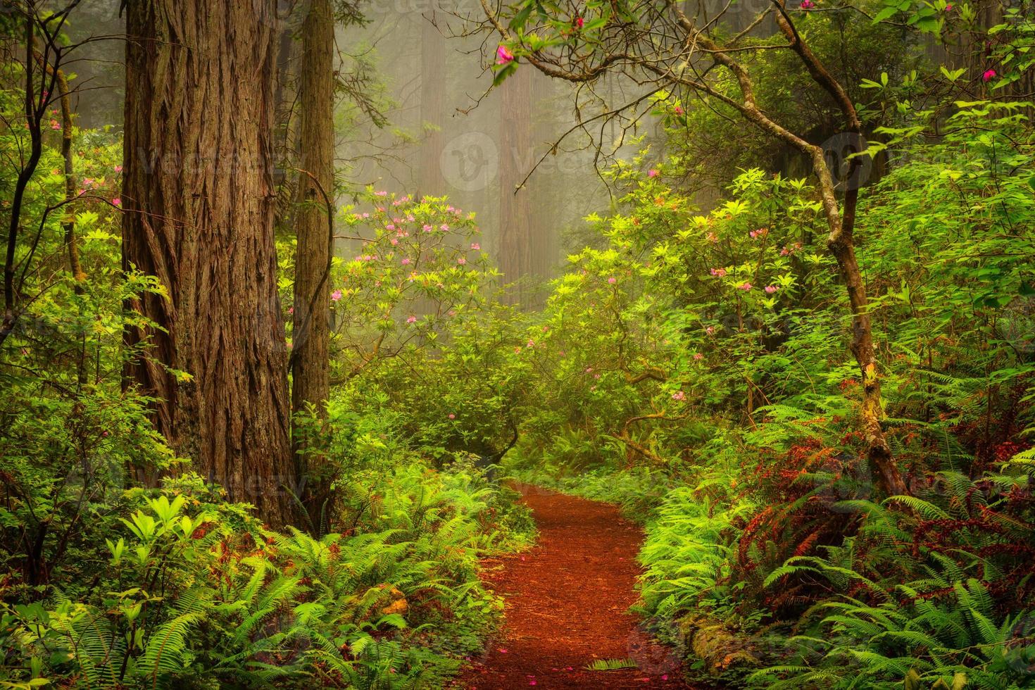 Redwoods e rododendri lungo il Damnation Creek Trail in del Norte Coast Redwoods State Park, California, Stati Uniti d'America foto