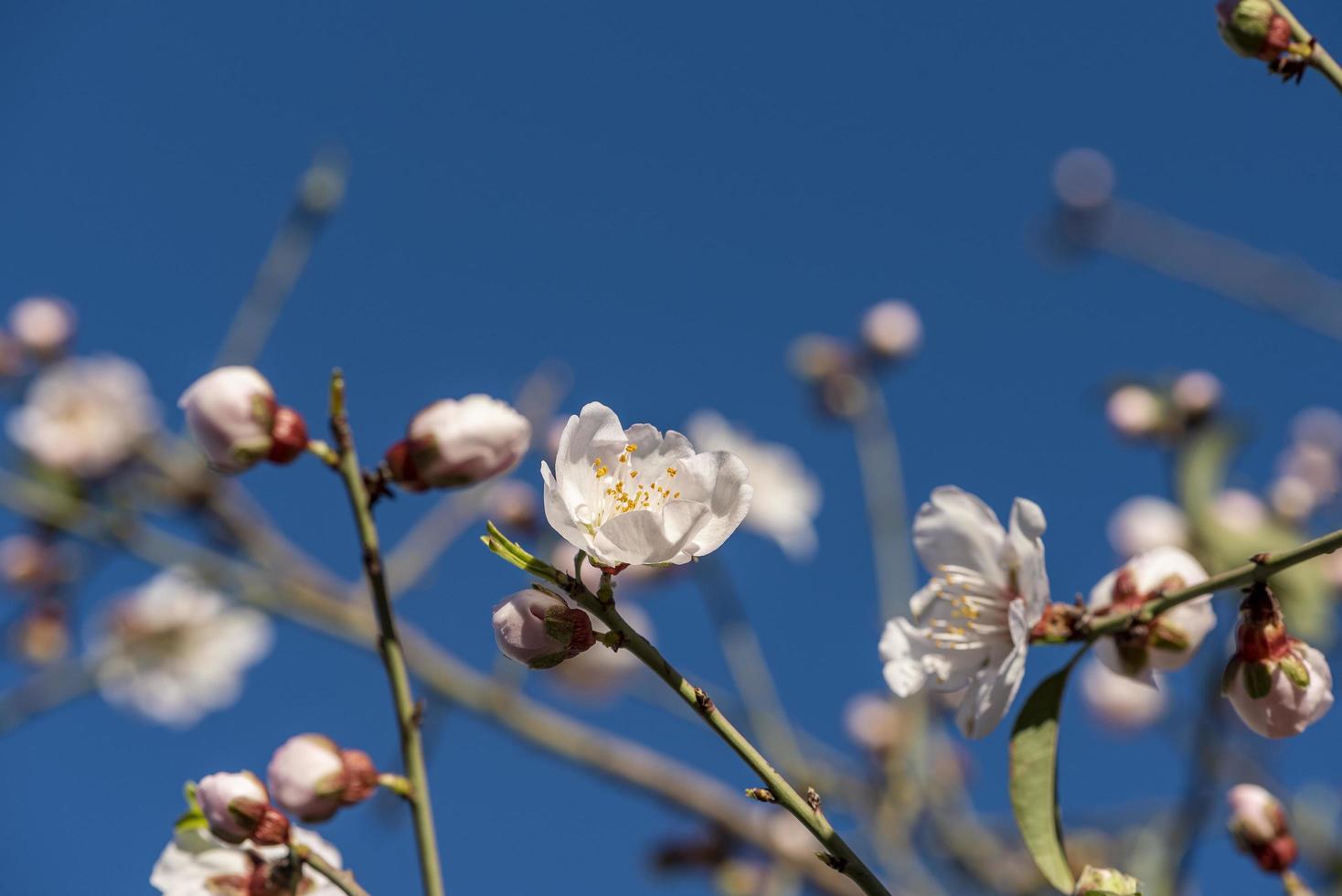 mandorli in fiore contro il cielo blu foto