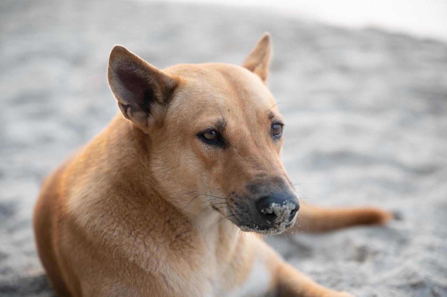 cane assonnato sulla spiaggia di sabbia del mare durante le vacanze estive, libertà nella natura, felice di dormire in una spiaggia tropicale, cucciolo di cane carino in vacanza foto