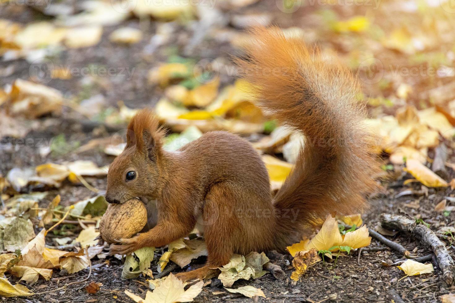 poco rosso scoiattolo con un' grande noce su un autunno giorno foto