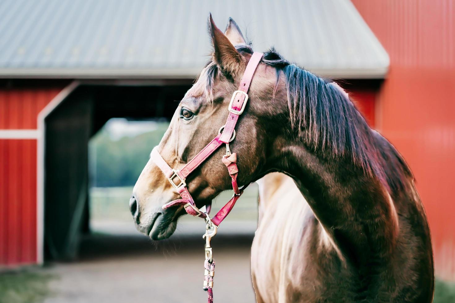 il Marrone cavallo è pronto per giocare foto