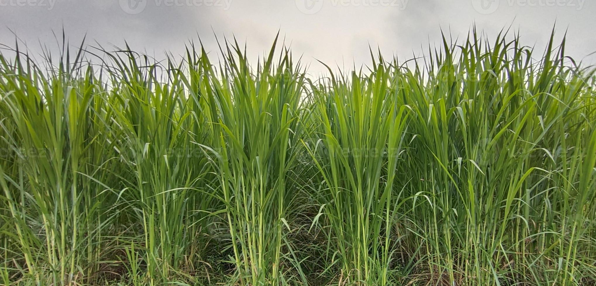 verde erba su bianca sfondo, canna da zucchero azienda agricola foto