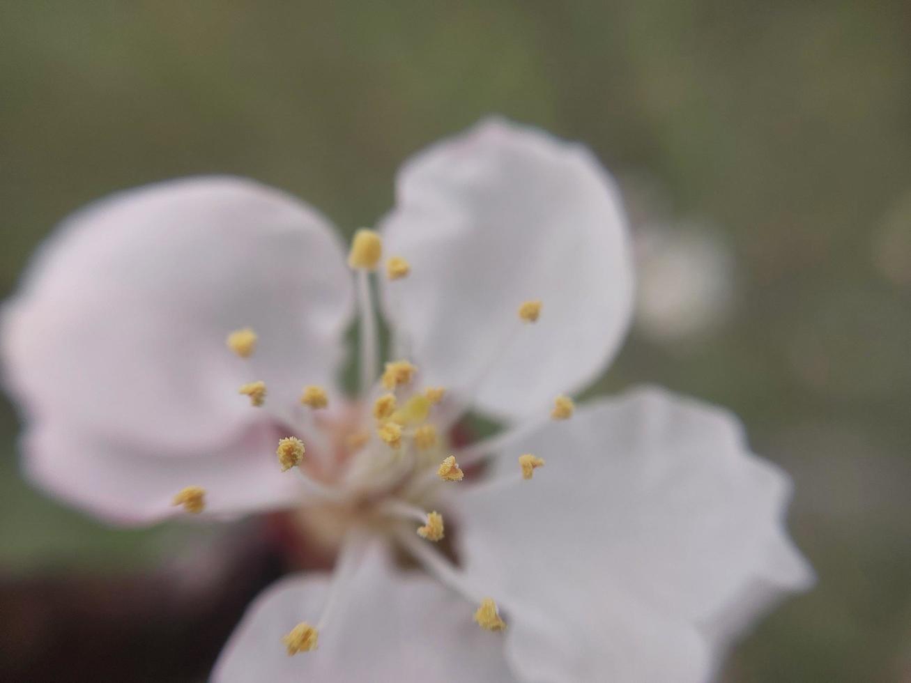 giovane fiori germoglio nel primavera foto