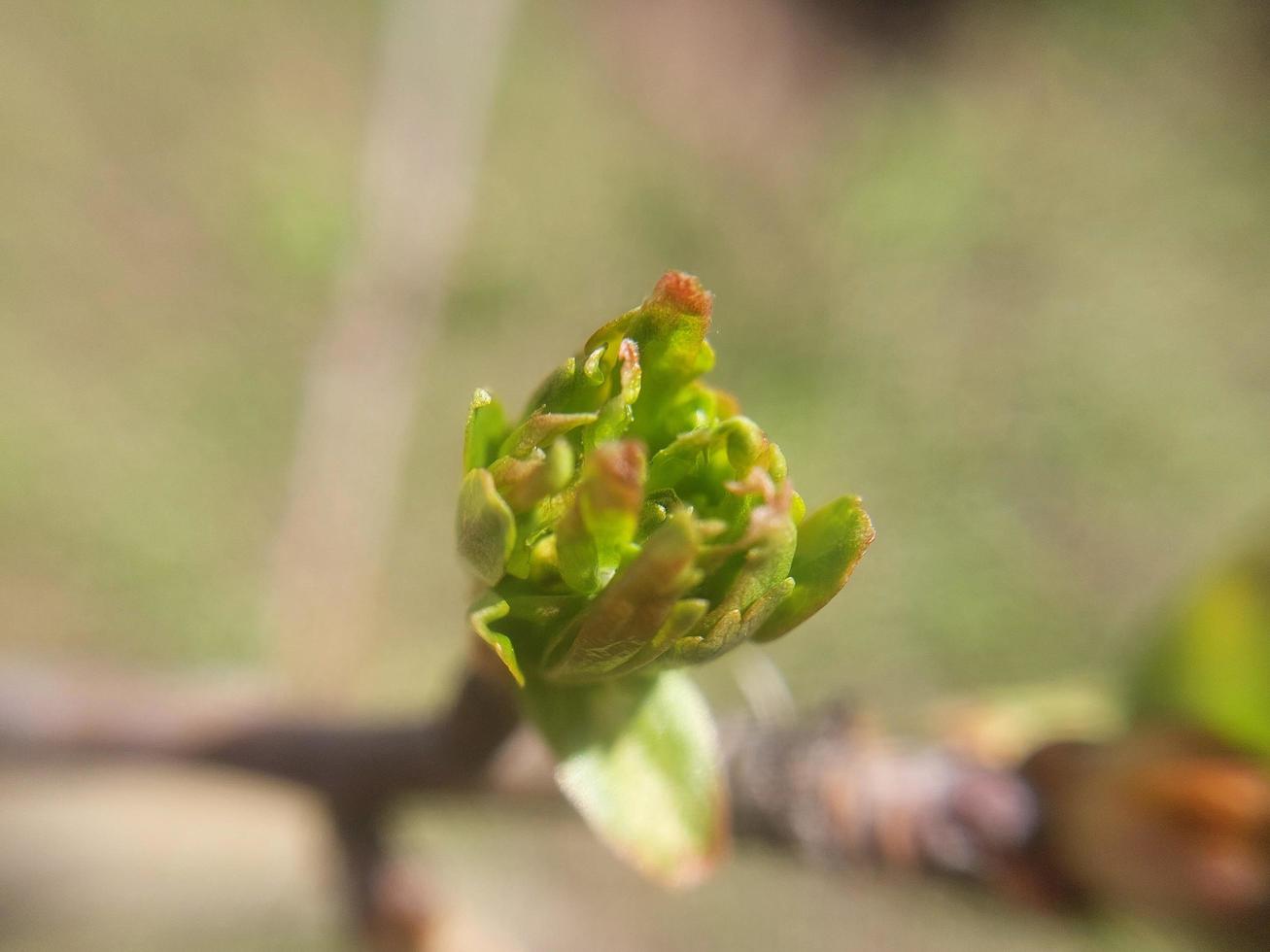 giovane fiori germoglio nel primavera foto