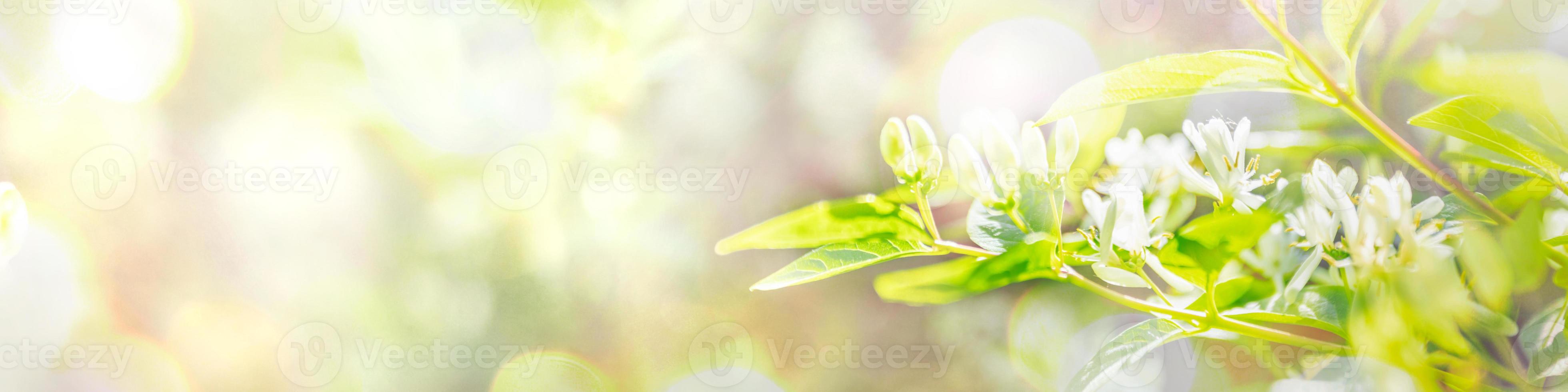 sfocato primavera sfondo per testo con illuminata dal sole fioritura albero ramo, verde foglie, sole bagliore. bandiera foto