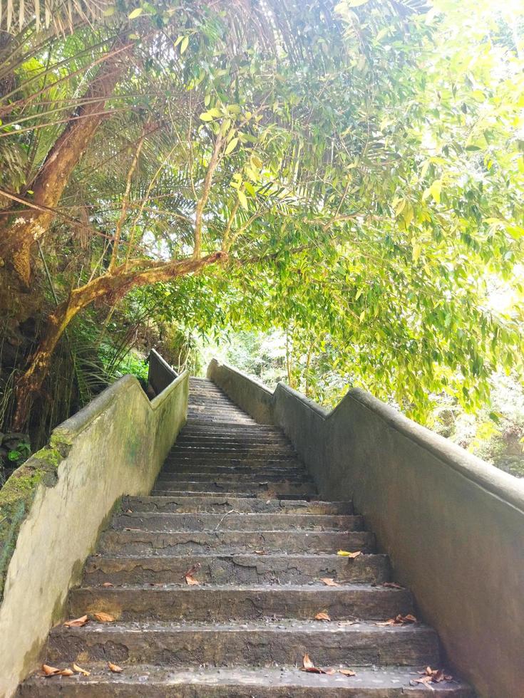 in profondità foresta pluviale pieno verde alberi a tropicale posto foto