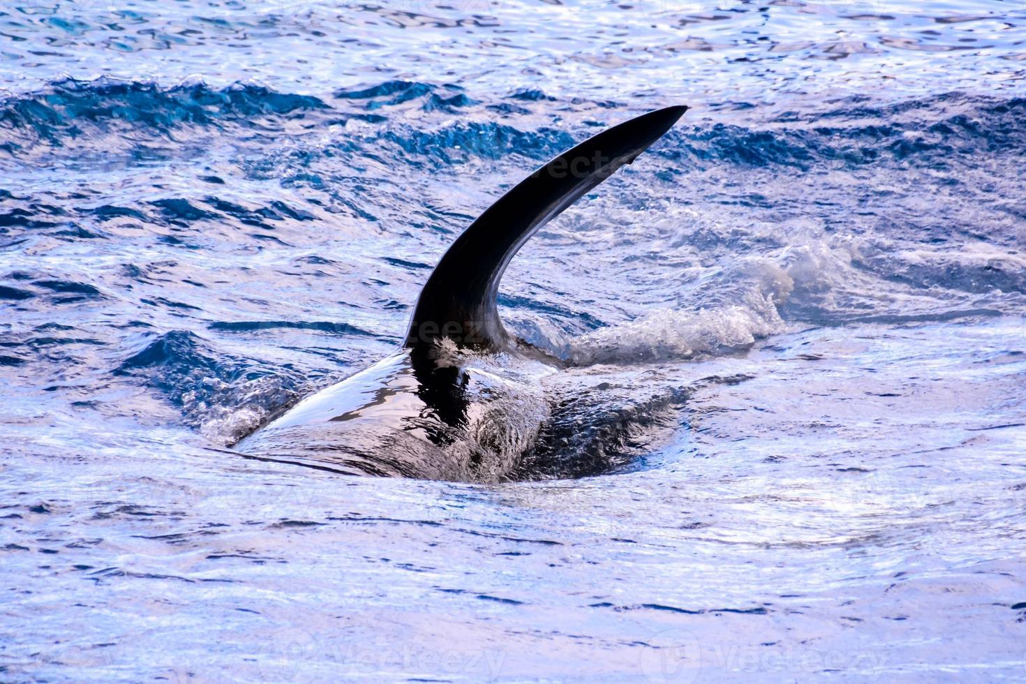 un orca nuoto nel il acqua foto