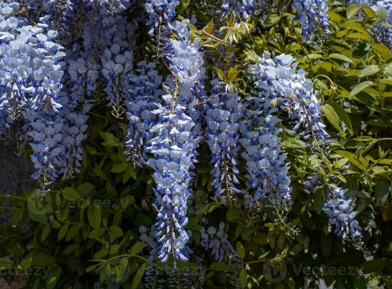 vicino su rosa primavera fiore glicine sotto luce del sole concetto foto. foto