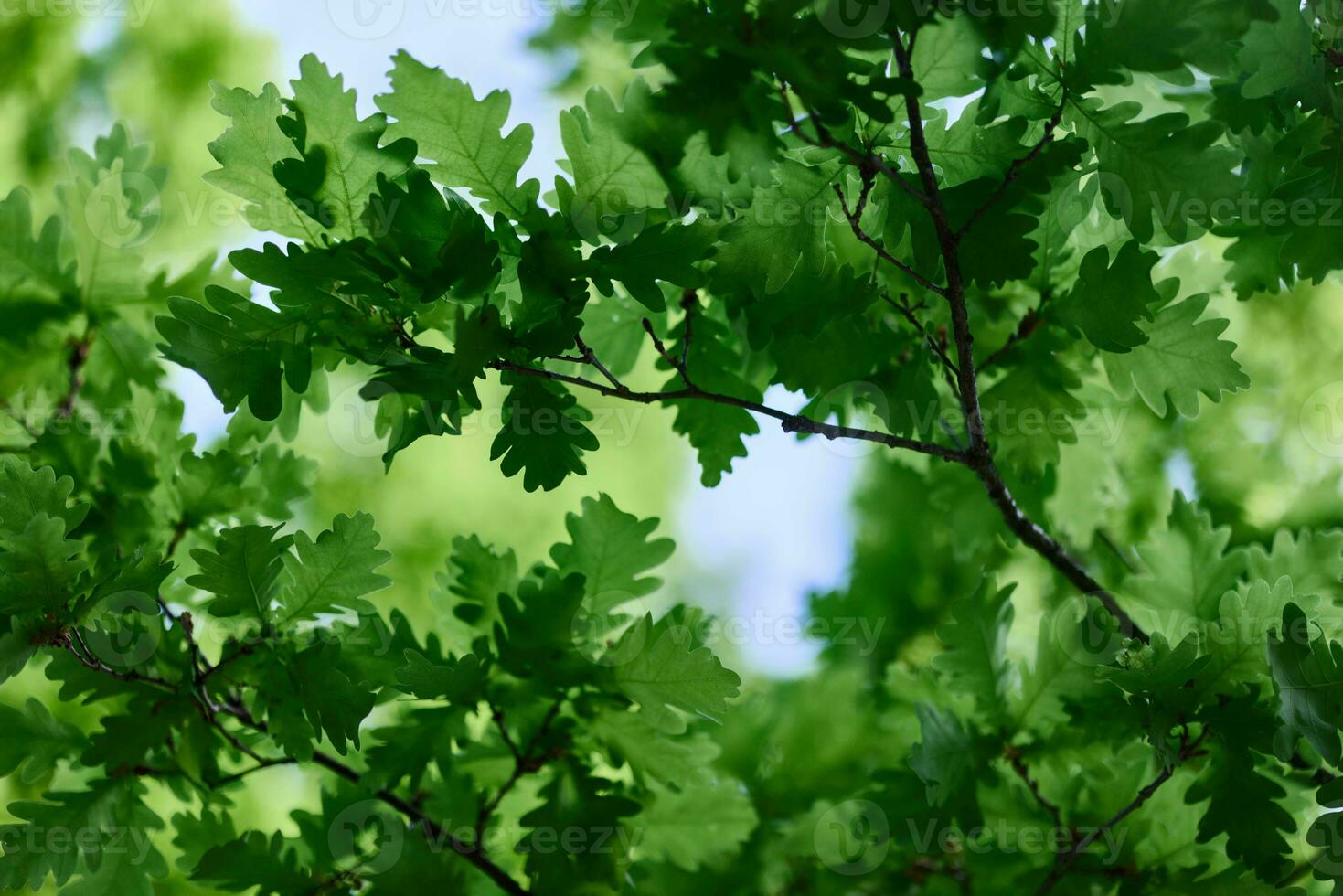 verde fresco le foglie su il rami di un quercia vicino su contro il cielo nel luce del sole. cura per natura e ecologia, rispetto per il terra foto