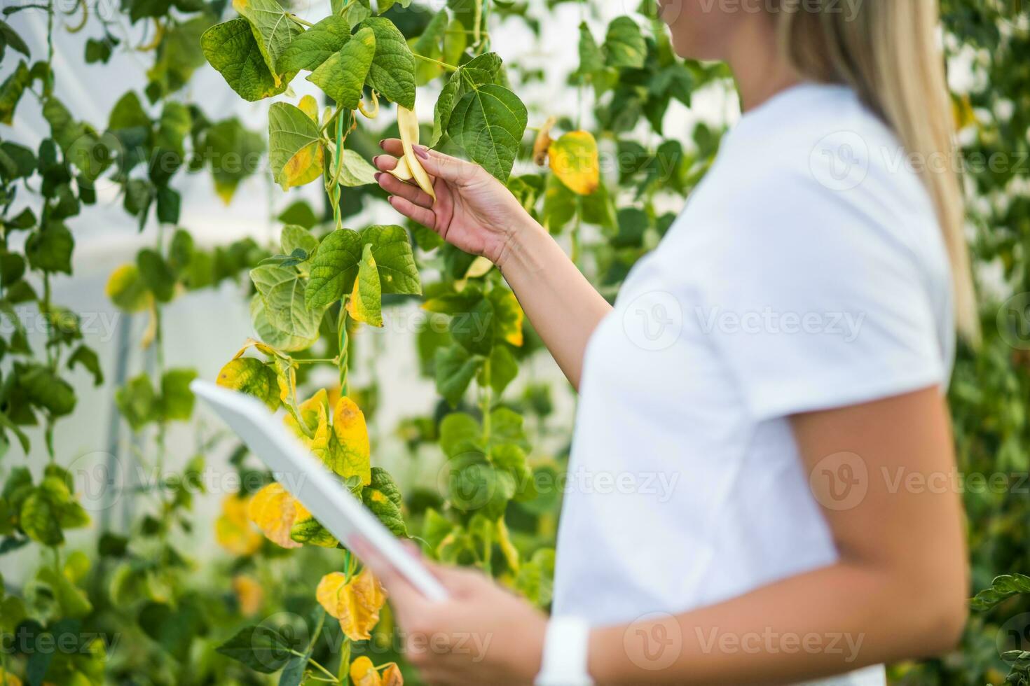 contadino l'esame asciutto foglie nel verde fagioli biologico serra. giardino devastato di siccità. foto